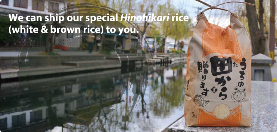 We can ship our special Hinohikari rice.