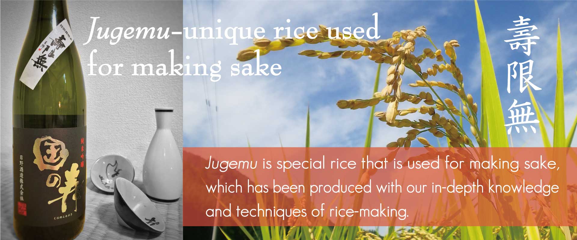 Jugemu -unique rice used for making sake 